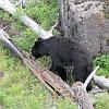 another black bear